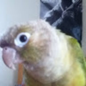 Meet your Posher, Mohammad